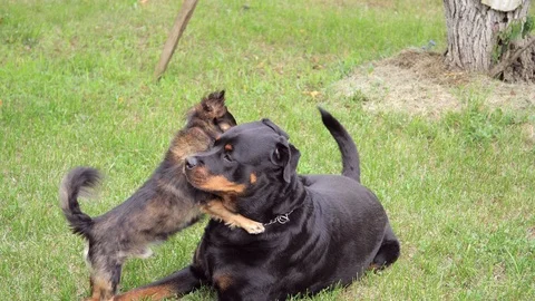 A small, long-eared dog tenderly plays with a large rottweiler Stock Footage 114317404