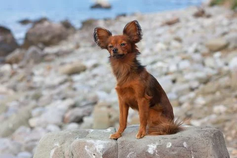 Small Long-Haired Dog Sitting on a Rock by the Sea 스톡 사진