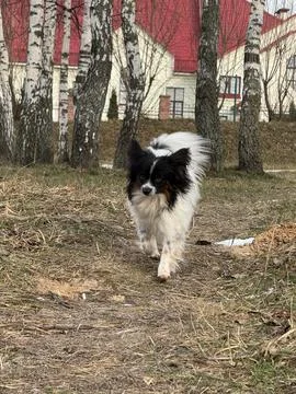 Small Long-Haired Dog Walking Through Early Spring Forest Path Stock Photos