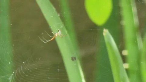 Small long-legged spider on its web with a trapped prey, surrounded by green lea Vidéo 333548177