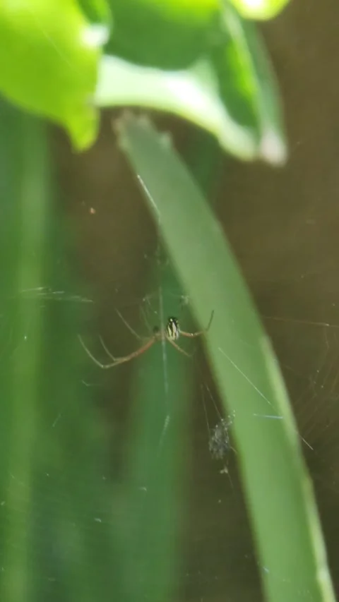 Small long-legged spider on its web with a trapped prey, surrounded by green lea Vidéo 333548180