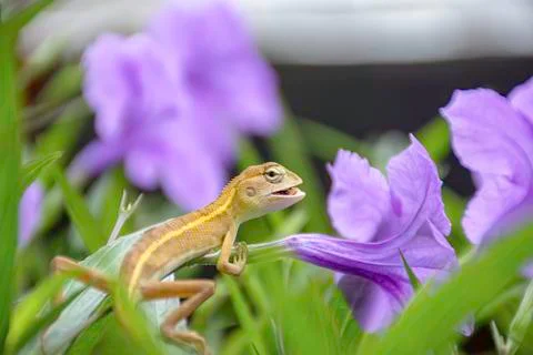 Small Long tailed lizard eat insects on Purple flower or Ruellia squarrosa (F Stock Photos