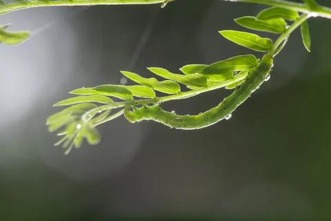 Small looper crawling on twig Stock-Fotos