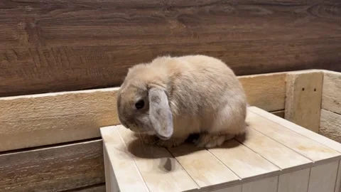 A small lop-eared rabbit sits on a wooden box Stock Footage 317628554