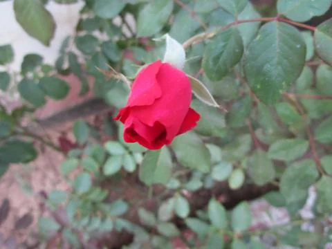 Small lotus Stock Photos