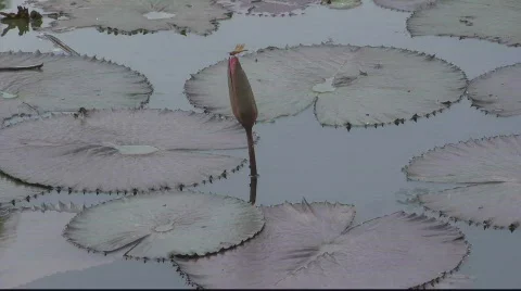 Small Lotus in Pond Stock Footage 731814