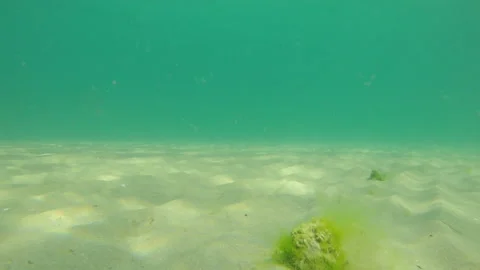 Small lumps of algae on a deserted bottom Stock Footage 146059570