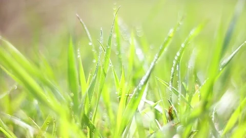 Small lush green grass with dewdrops in the background with beautiful boke. Stock Footage 152680612