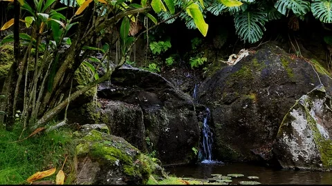 Small Lush Waterfall Stock Footage 104276999