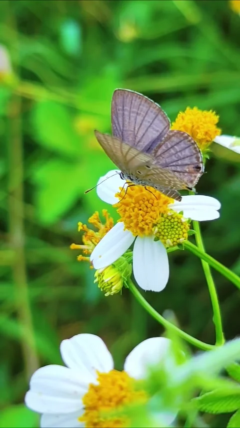 Small Lycaenid Butterfly Resting on White Bidens Pilosa Wildflower 動画素材 330052344