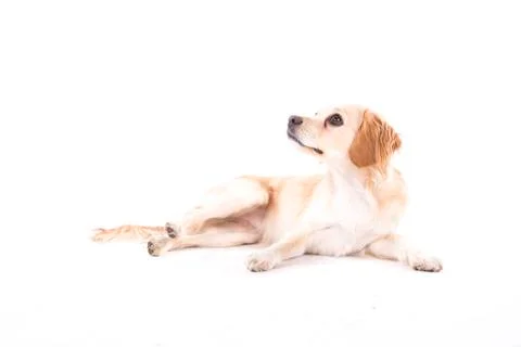 A small lying dog on white background Stock Photos