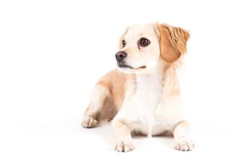 A small lying dog on white background Stock Photos