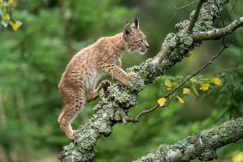 A small lynx cub crawling on the branches of a fallen lichen-covered tree. Stock Photos