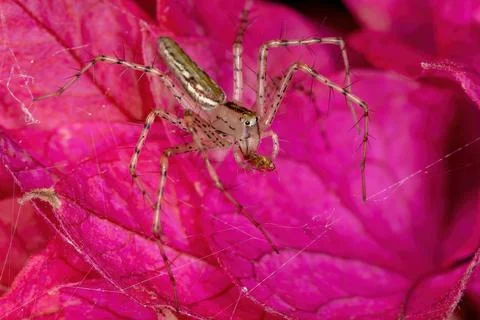 Small Lynx Spider Stock Photos