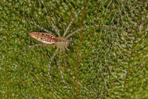 Small Lynx Spider Foto stock