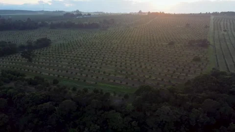 Small Macadamia Trees Sunrise Drone Shot Stock Footage 292905696