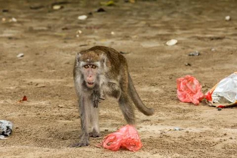 A small macaque gibbon picks through the rubbish and plastic bags on the beach Foto stock