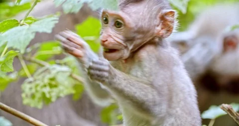 Small macaque jumps on the tree Stock-Footage 116609617