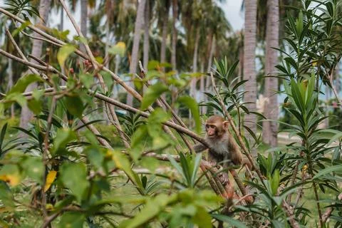 Small Macaque Monkey Crouching on Thin Branches in a Tropical Palm Grove Stock-Fotos