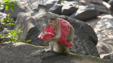 Small macaque monkey playing with a red cloth resembling underwear 写真素材