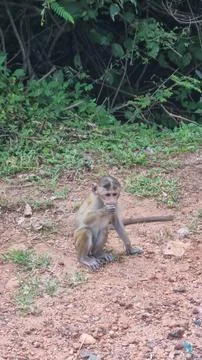 A small macaque monkey sits on the ground, Sri Lanka Stock Photos