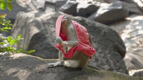 Small macaque monkey sits on a rock tangled up in a red cloth resembling 写真素材