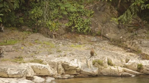 Small macaque monkeys walking on rocks by river bank Stock Footage 107634603