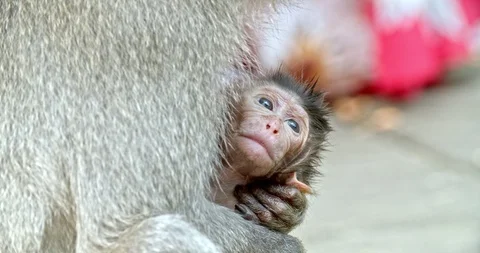 Small macaque with mother Stock Footage 116609442