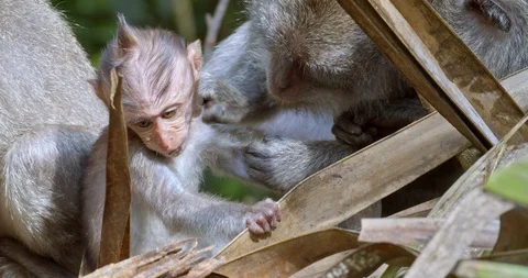 Small macaque sits behind leaves Video stock 116610321