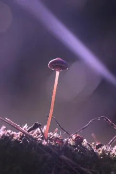 Small magic toadstool closeup Stock Photos