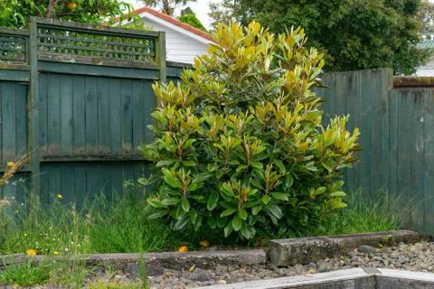 Small magnolia tree in backyard Stock Photos