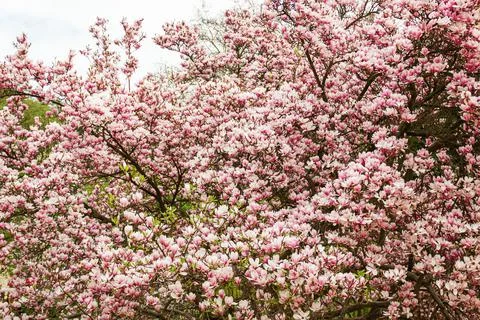 Small magnolia tree with pink flowers. a large number of magnolia flowers. bl Stock Photos