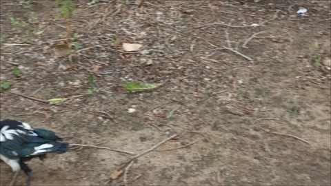 A small magpie chick has fallen out of the nest Stock Footage 312249666