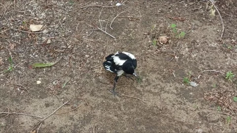 A small magpie chick has fallen out of the nest Vídeo Stock 312249727