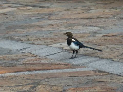 Small magpie exploring on a cobbled floor Stock Photos