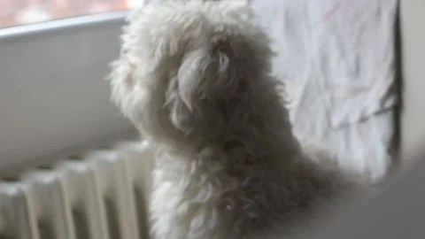 A small Maltese dog Stock Footage 155247468
