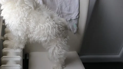A small Maltese dog Stock Footage 155247471
