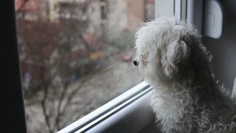 A small Maltese dog Stock Footage 155247482