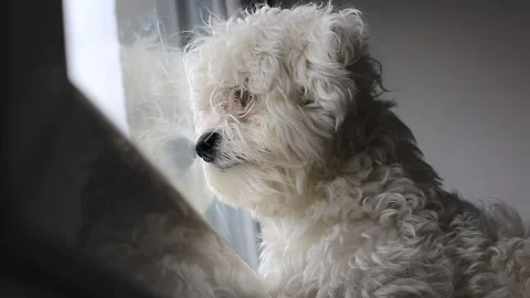 A small Maltese dog Stock Footage 155247484