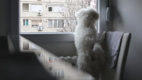 A small Maltese dog Stock Footage 155247518
