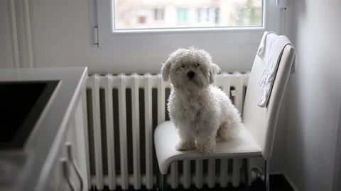 A small Maltese dog Stock Footage 155247526