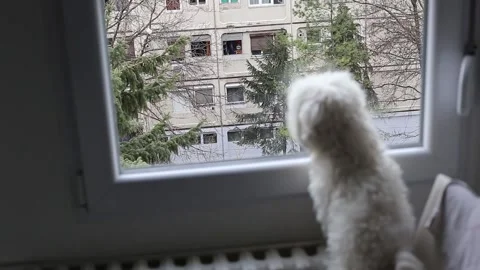 A small Maltese dog Stock Footage 155247534