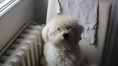 A small Maltese dog Stock Footage 155247543