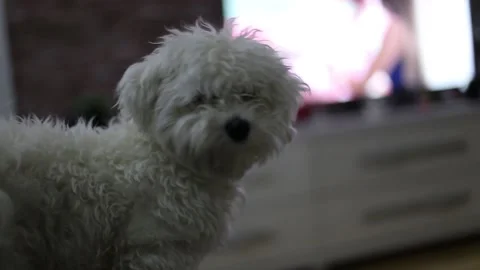 A small Maltese dog Stock Footage 155249928