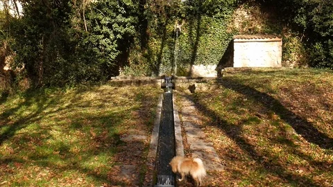 A small man-made stream surrounded by lush vegetation. Captured in Segovia Stock Footage 121419599