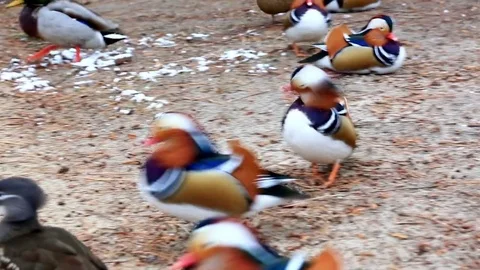Small mandarin duck runs on the ground Stock Footage 78679452