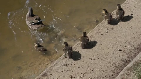 Small mandarin ducklings Video stock 317344763