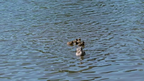 Small mandarin ducklings Stock Footage 317344764