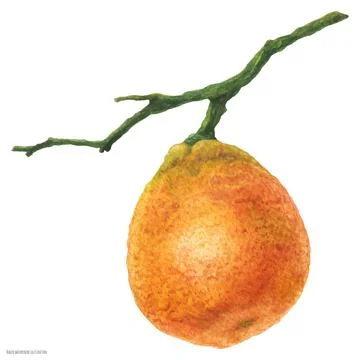 Small mandarin orange on the branch Stock Illustration