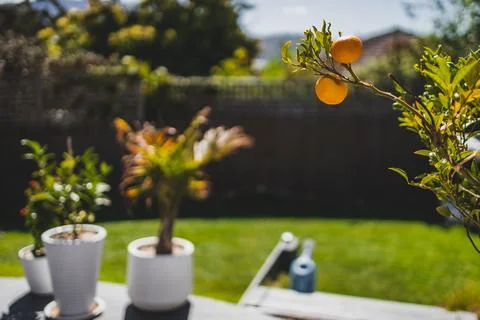 Small mandarin tree in australian backyard with lawn and palm trees Stock Photos